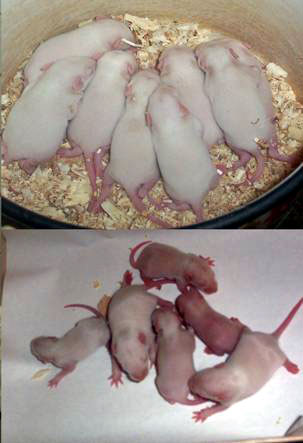 餵食基因改造的黃豆(下)的老鼠與對照組