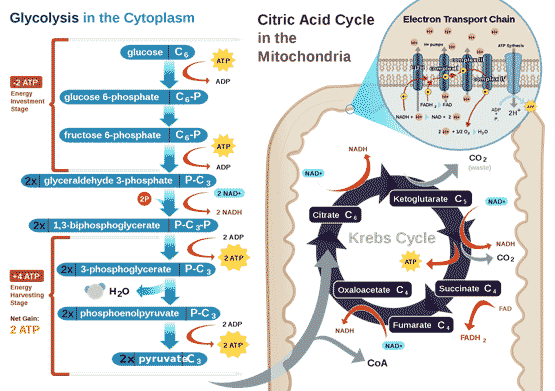 Energy metabolism in normal animal cells