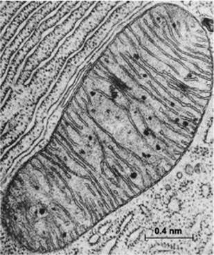 Description: Electron micrograph of a mitochondrion in a cell of the bat pancreas