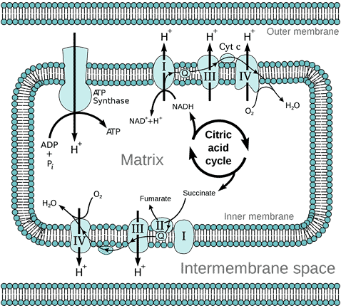 Diagram of the oxidative electron transport chain in the mitochondrion