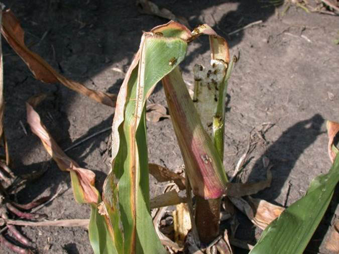corn rootworm adults figure 1.jpg