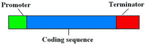 A gene expression cassette, the genetic engineer’s idea of a gene