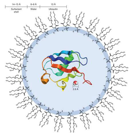 Reverse micelle with ubiquitin