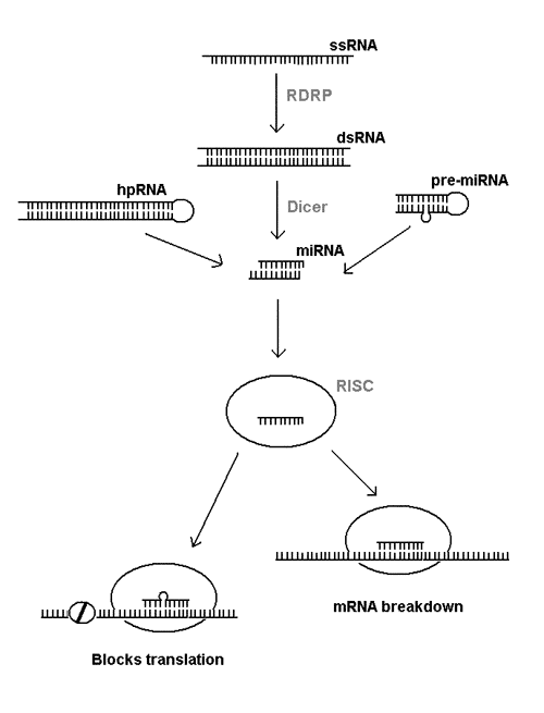 RNA interface pathways