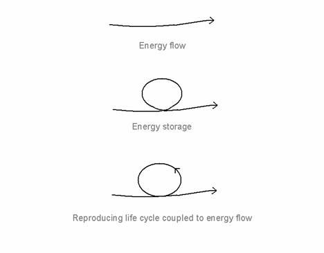 Figure 1. Energy flow, energy storage and the reproducing life-cycle