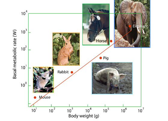 The mouse-to-elephant line