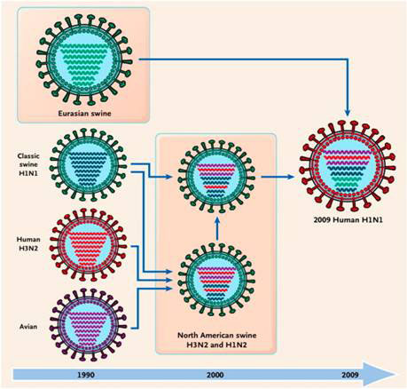 Origin of  the 2009 pandemic virus