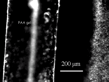 Figure 1.  Exclusion zone formed next to the surface of polyacrylic acid gel.