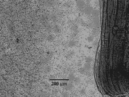 Figure 2. Exclusion zone next to surface of rabbit muscle.